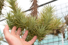Load image into Gallery viewer, Tillandsia stricta tenuifolia caulescent hybrid. New
