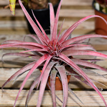 Load image into Gallery viewer, Tillandsia 'Eric Knobloch'