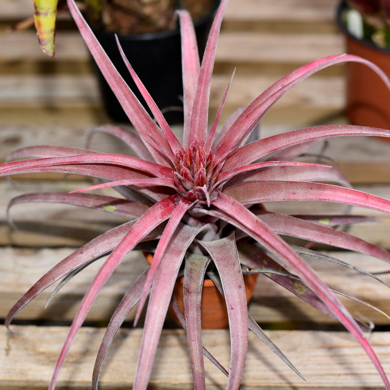 DSC_1342_800x.jpg?v=1775235667