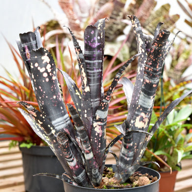 Billbergia 'Darth Vader'