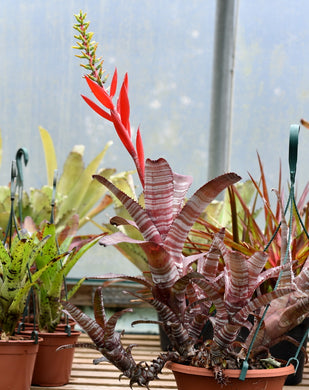 Aechmea 'Cranberry Frost'