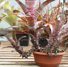 Load image into Gallery viewer, Aechmea &#39;Cranberry Frost&#39;