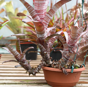 Aechmea 'Cranberry Frost'