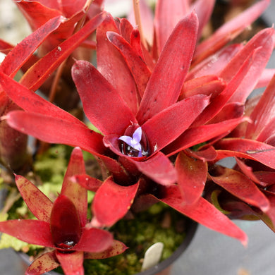 Neoregelia 'Born Of fire'