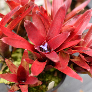 Neoregelia 'Born Of fire'