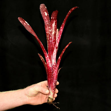 Billbergia 'Teng Ee'