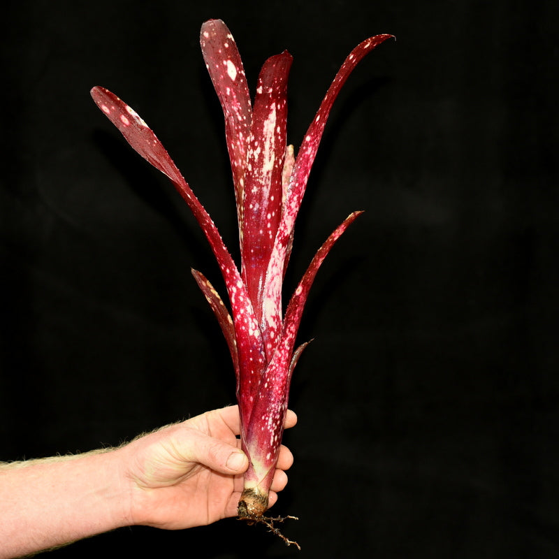 Billbergia 'Teng Ee'