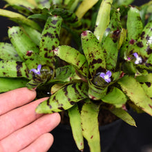 Load image into Gallery viewer, Neoregelia &#39;Java Plum&#39; x &#39;Babe&#39;