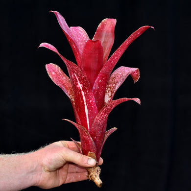 Billbergia 'Fandango'