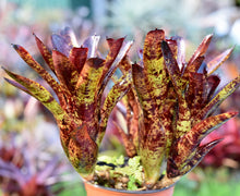 Load image into Gallery viewer, Neoregelia &#39;Blackberry&#39;