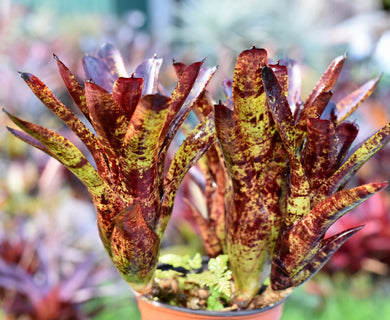 Neoregelia 'Blackberry'