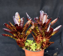 Load image into Gallery viewer, Neoregelia &#39;Blackberry&#39;