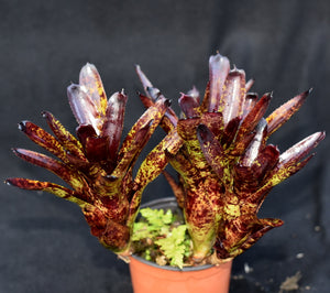 Neoregelia 'Blackberry'