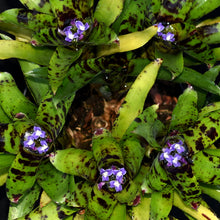 Load image into Gallery viewer, Neoregelia &#39;Java Plum&#39; x &#39;Babe&#39;