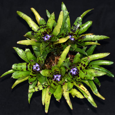 Neoregelia 'Java Plum' x 'Babe'