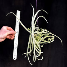 Load image into Gallery viewer, Tillandsia duratii