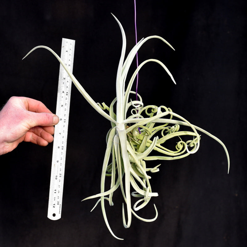 duratii air plant Tillandsia duratii