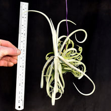 Load image into Gallery viewer, Tillandsia duratii