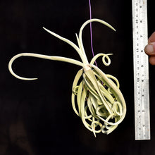 Load image into Gallery viewer, Tillandsia duratii