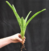 Load image into Gallery viewer, Neoregelia cruenta var. rubra