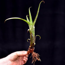 Load image into Gallery viewer, Aechmea nudicaulis 'Rafa'