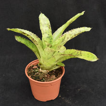 Load image into Gallery viewer, Wittrockia 'Leopardinum'