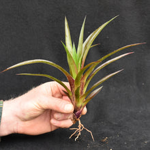 Load image into Gallery viewer, xNeomea 'Munchkin'