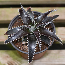 Load image into Gallery viewer, Dyckia 'White Fang'