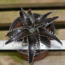 Load image into Gallery viewer, Dyckia 'White Fang'