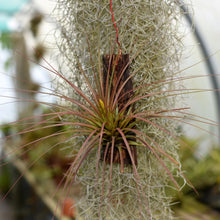 Load image into Gallery viewer, Tillandsia moscosoi in bud, Mounted. Exact plant