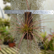 Load image into Gallery viewer, Tillandsia moscosoi in bud, Mounted. Exact plant