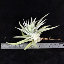 Load image into Gallery viewer, Tillandsia harrisii. Exact plant.