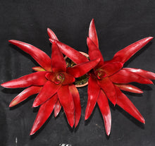 Load image into Gallery viewer, Neoregelia 'Gypsy Lady' New