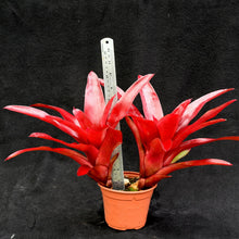 Load image into Gallery viewer, Neoregelia 'Gypsy Lady' New