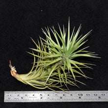 Load image into Gallery viewer, Tillandsia stricta tenuifolia caulescent hybrid. New