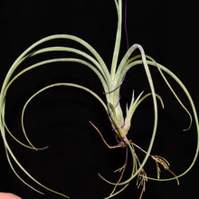 Load image into Gallery viewer, Tillandsia baileyi Exact plant