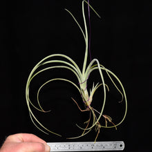 Load image into Gallery viewer, Tillandsia baileyi Exact plant