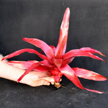 Load image into Gallery viewer, Neoregelia 'Sunrise' New