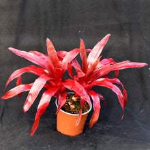 Load image into Gallery viewer, Neoregelia 'Sunrise' New