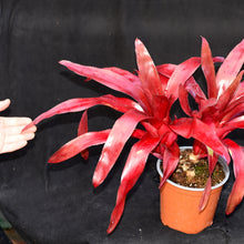 Load image into Gallery viewer, Neoregelia 'Sunrise' New