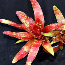 Load image into Gallery viewer, Neoregelia 'Fruit Salad'