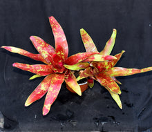 Load image into Gallery viewer, Neoregelia 'Fruit Salad'