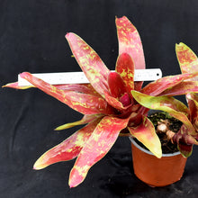 Load image into Gallery viewer, Neoregelia 'Fruit Salad'