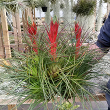 Load image into Gallery viewer, Tillandsia punctulata
