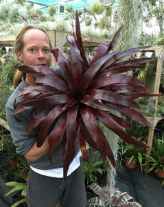 Neoregelia No ID. Giant Red