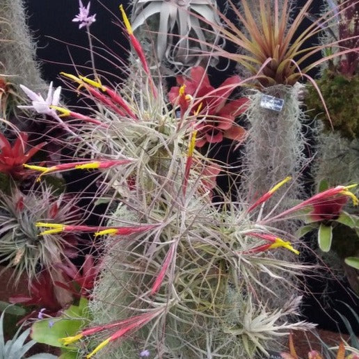 schiedeana air plant Tillandsia schiedeana 'Minor' Singles and Clumps