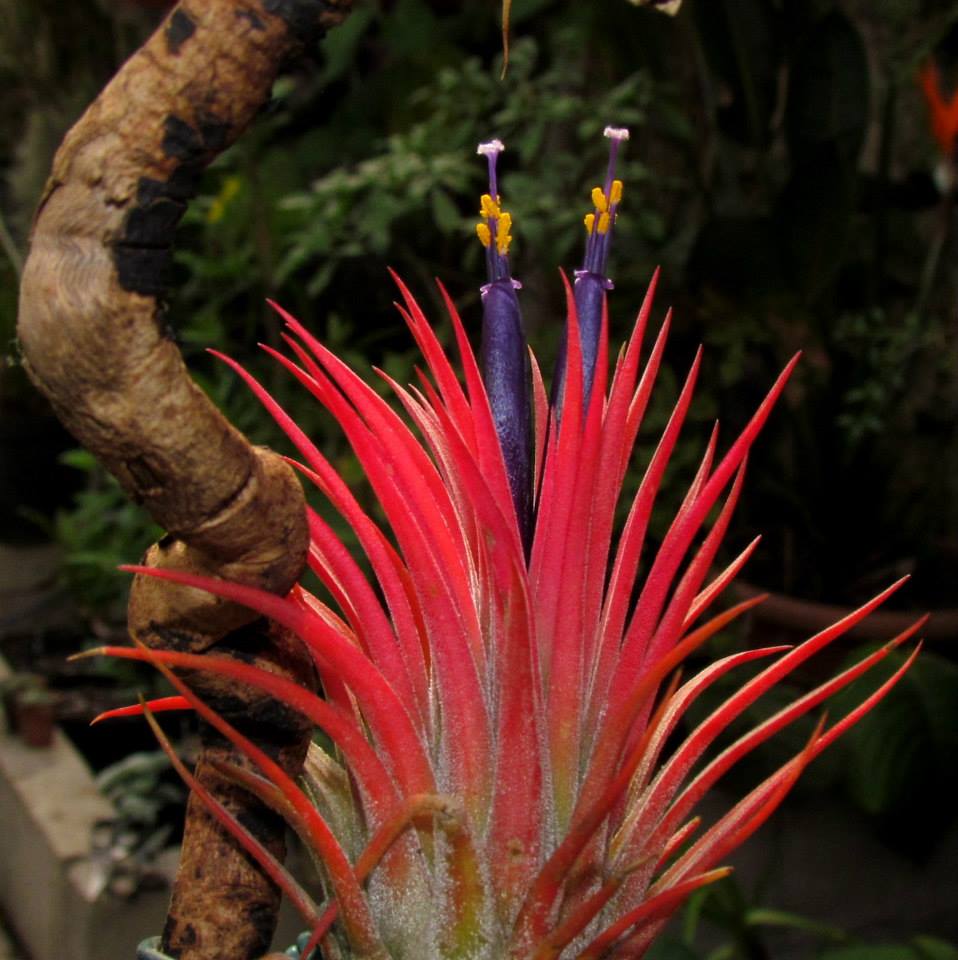 Tillandsiaionantha_958x.jpg?v=