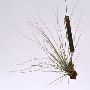 Tillandsia bartramii Mounted on cork - Andy's Air Plants