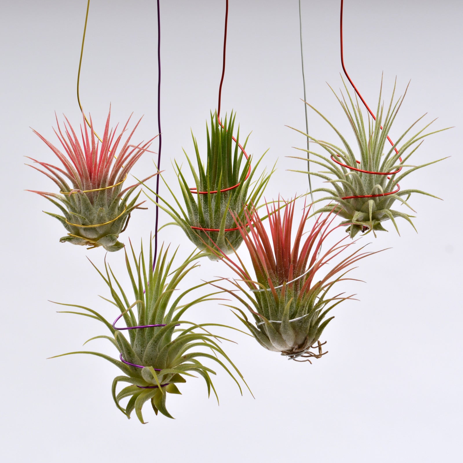 air plants amazon uk Tillandsia ionantha on colored wire