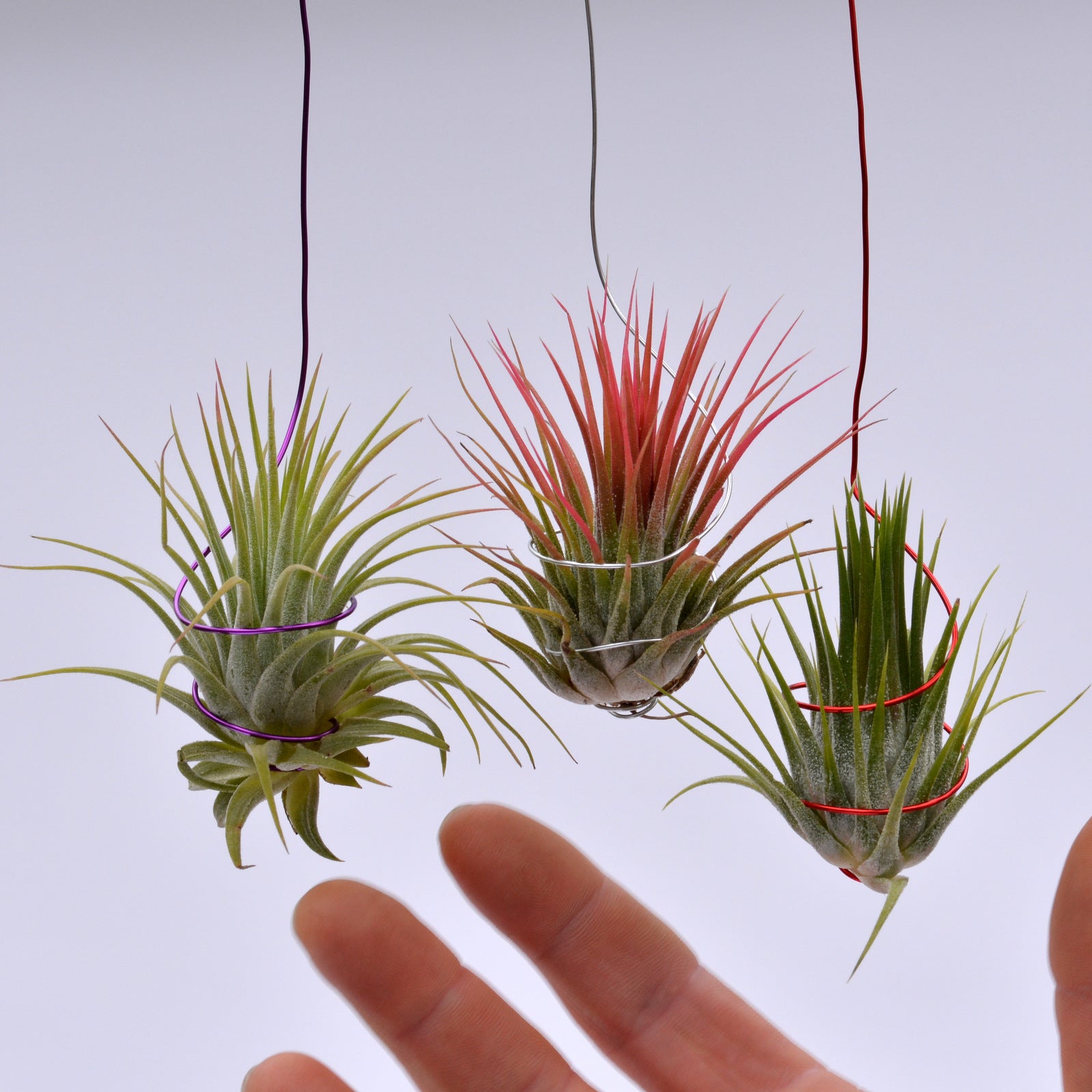 where to buy air plants uk Tillandsia ionantha on colored wire